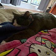 Mars joined the competition — help win amazing prizes! cat, sleeping, blanket, hello_kitty, bed, paw, collar, window, curtains, indoor, cozy, fur, resting, colorful, soft, daylight, cute, napping, feline, relaxing