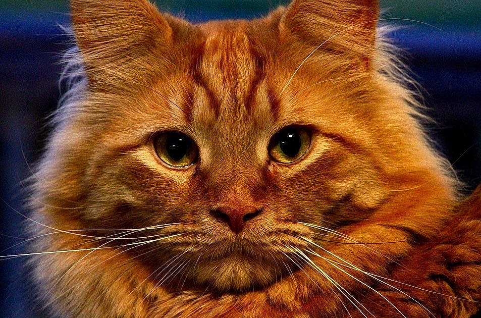 Alphonse is registered to the contest to win money with this photo: carnivore, cat, domestic_short_haired_cat, event, eye, fawn, felidae, fur, grass, hair, head, iris, small_to_medium_sized_cats, snout, tail, terrestrial_animal, whiskers, wildlife, wood