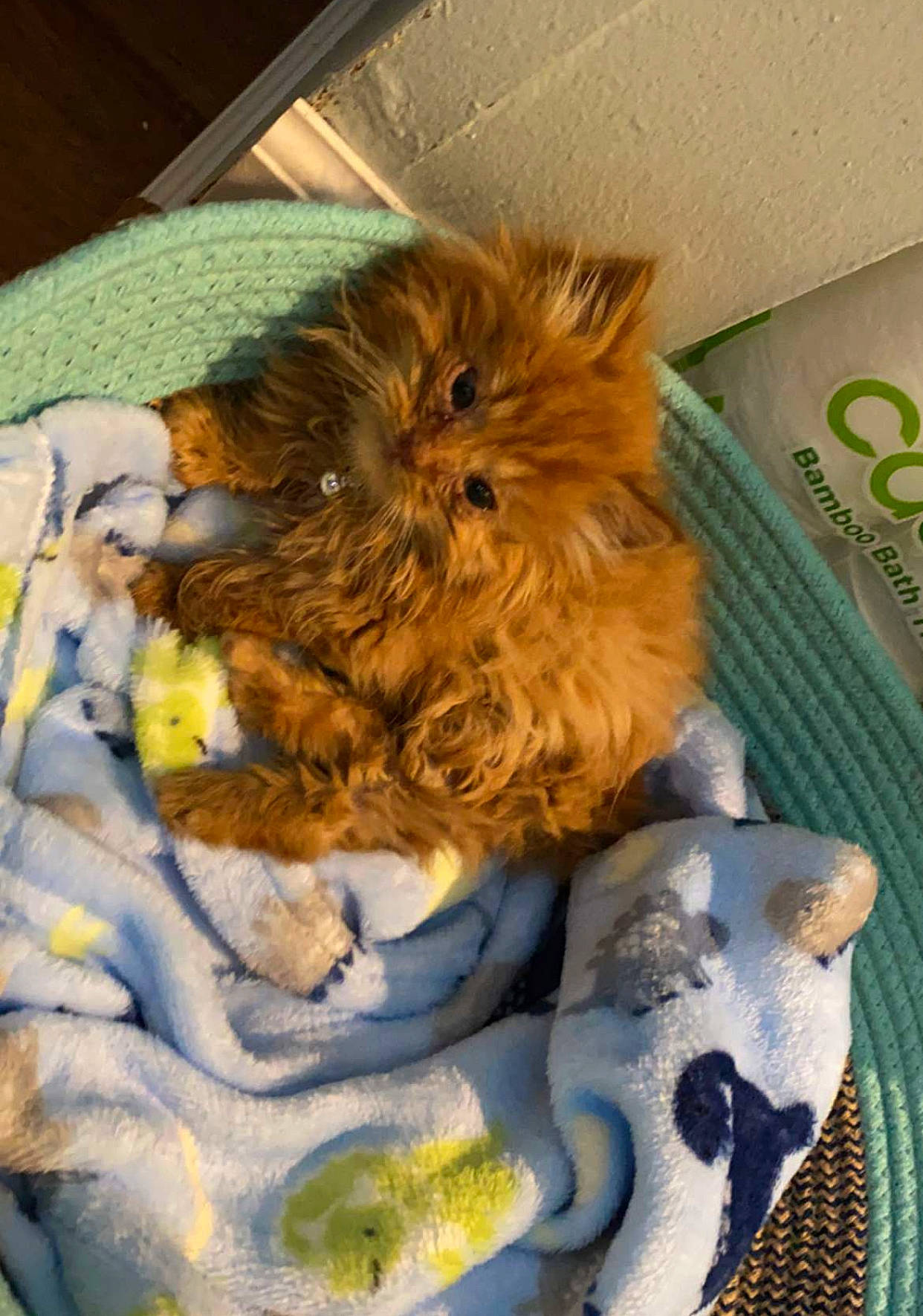 Alphonse joined the competition — help win amazing prizes! canidae, carnivore, companion_dog, dog, dog_breed, dog_supply, fawn, felidae, fur, liver, pet_supply, small_terrier, snout, sporting_group, terrier, toy, toy_dog, whiskers, working_animal, yorkipoo