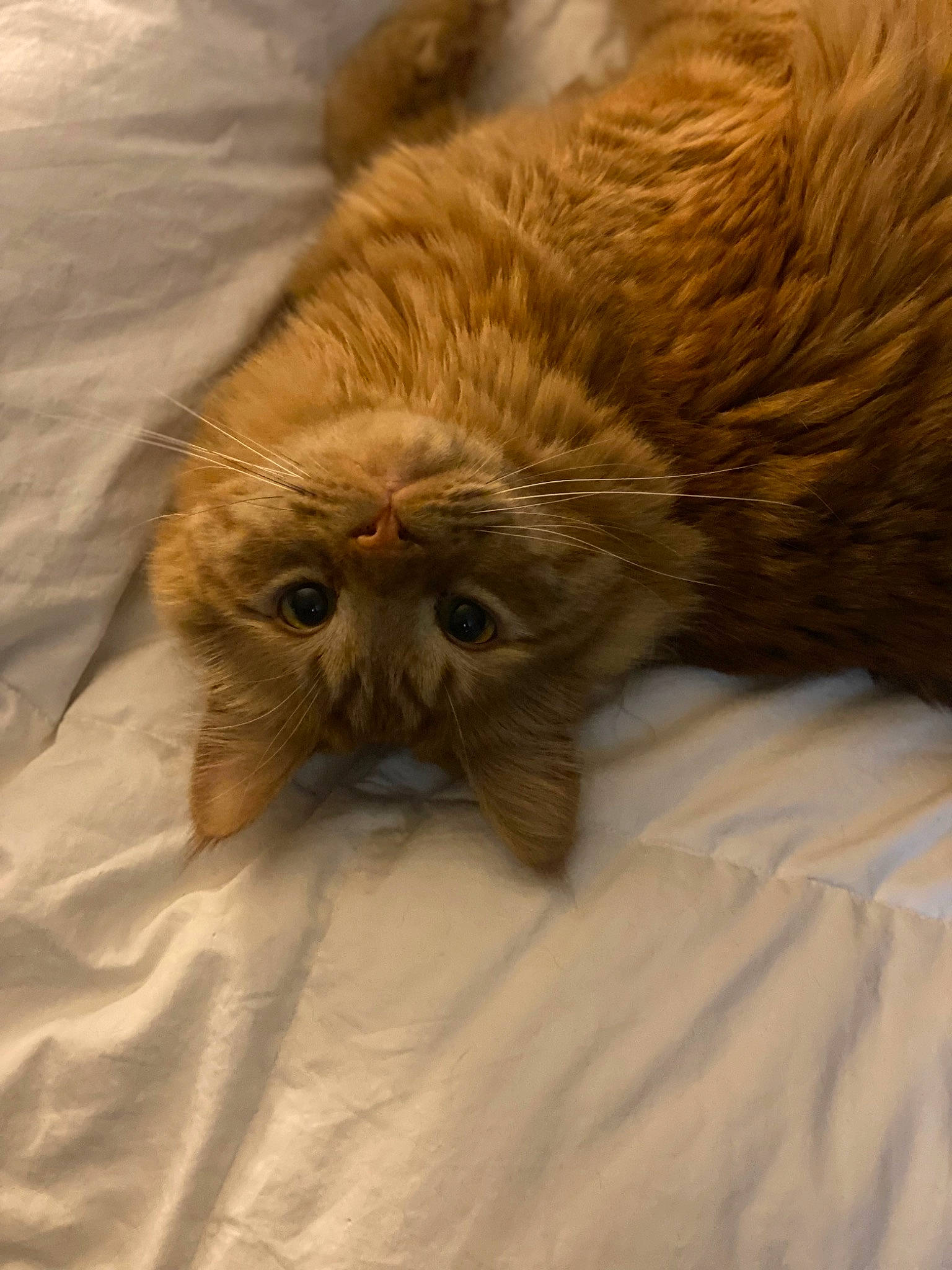 Alphonse is registered to the contest to win money with this photo: bedding, brown, carnivore, cat, claw, comfort, companion_dog, domestic_short_haired_cat, fawn, felidae, fur, linens, liver, nap, paw, sleep, small_to_medium_sized_cats, snout, tail, terrestrial_animal