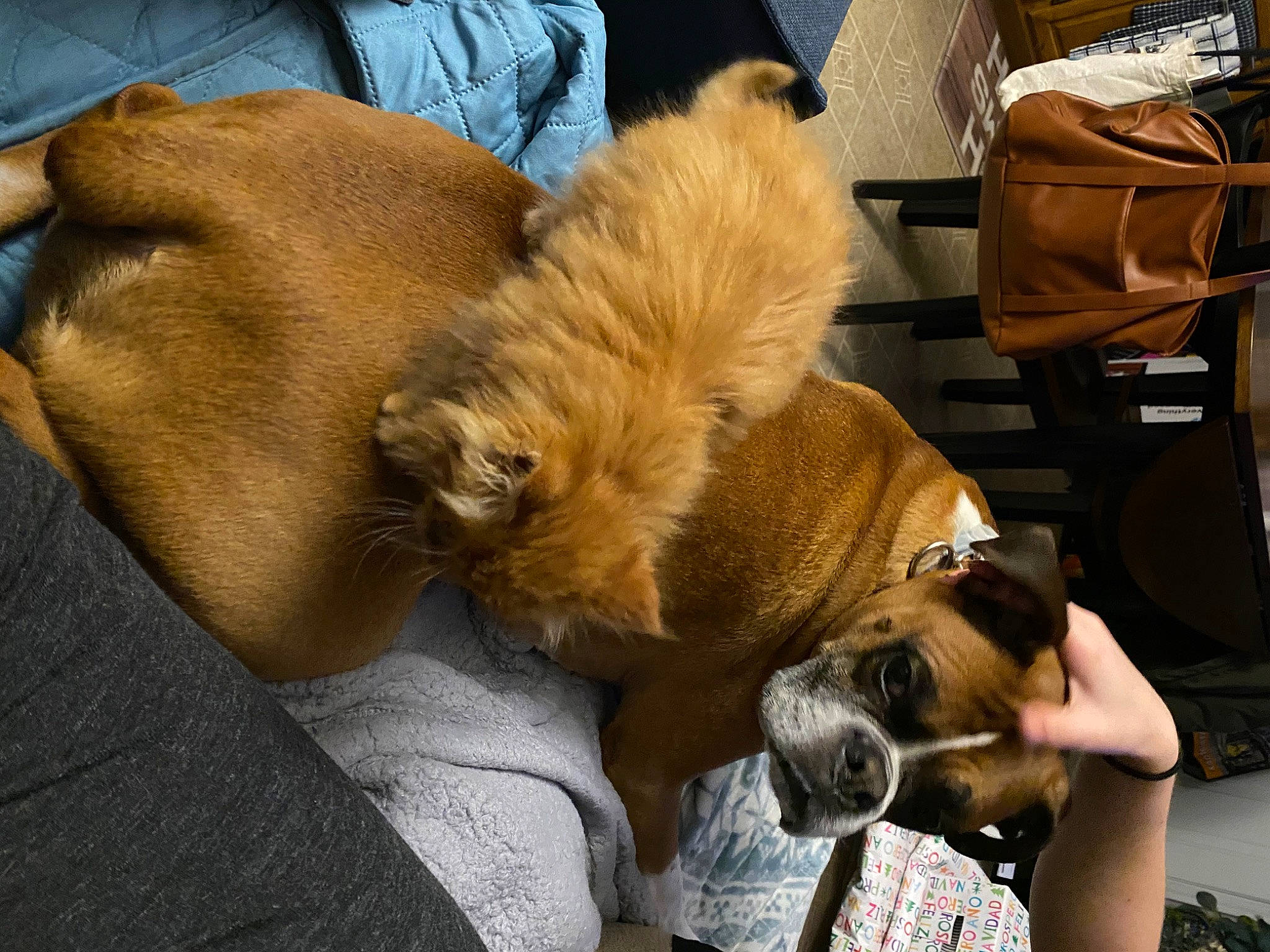 Alphonse is registered to the contest to win money with this photo: canidae, carnivore, chair, comfort, companion_dog, dog, dog_breed, fawn, felidae, fur, lap, liver, nap, sleep, snout, sporting_group, toy_dog, watch, whiskers, working_animal