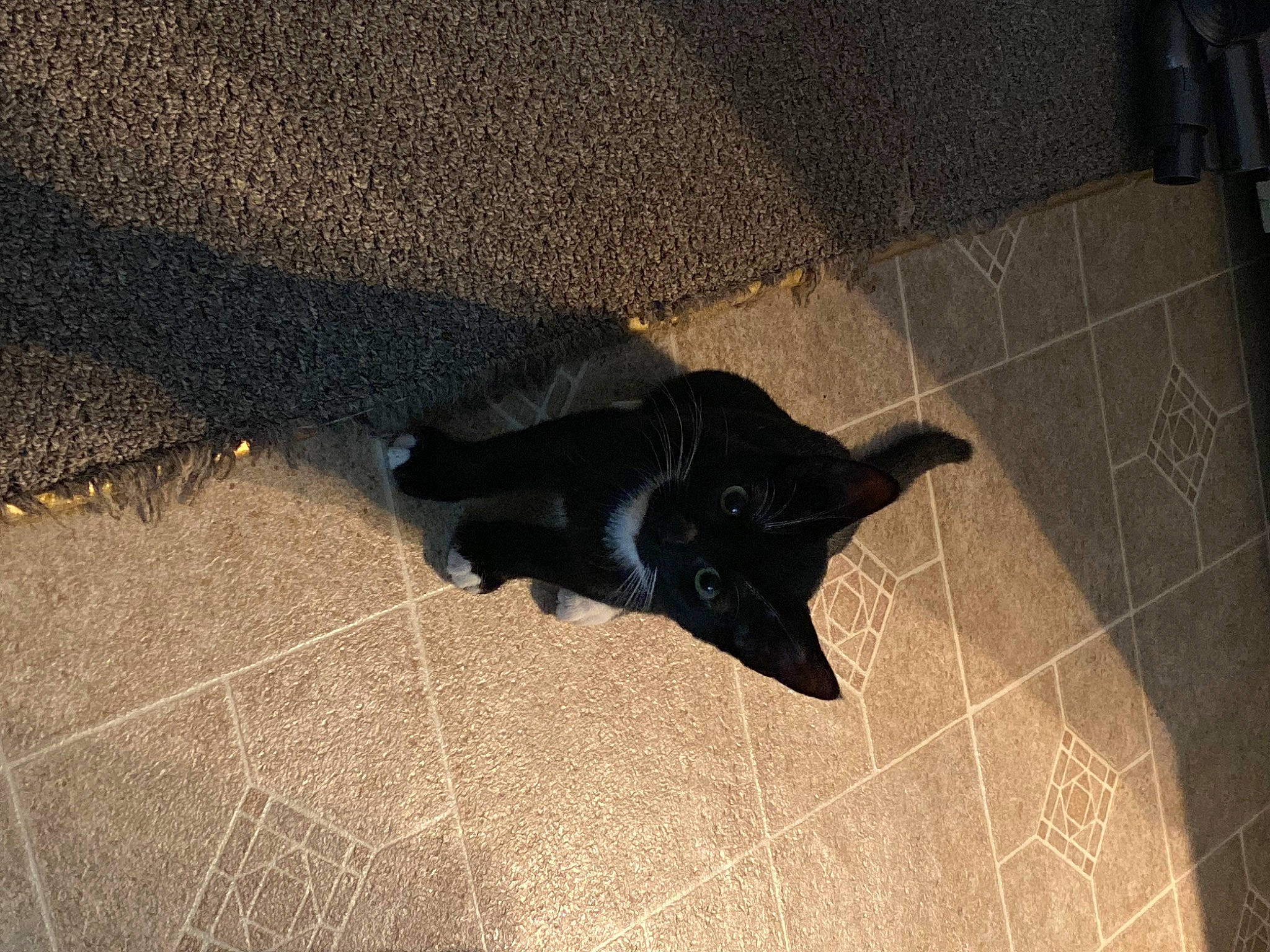 Ban joined the competition — help win amazing prizes! asphalt, carnivore, cat, dog_breed, felidae, floor, flooring, fur, grey, road_surface, shadow, small_to_medium_sized_cats, snout, sporting_group, tail, tar, tile_flooring, tints_and_shades, whiskers, wood