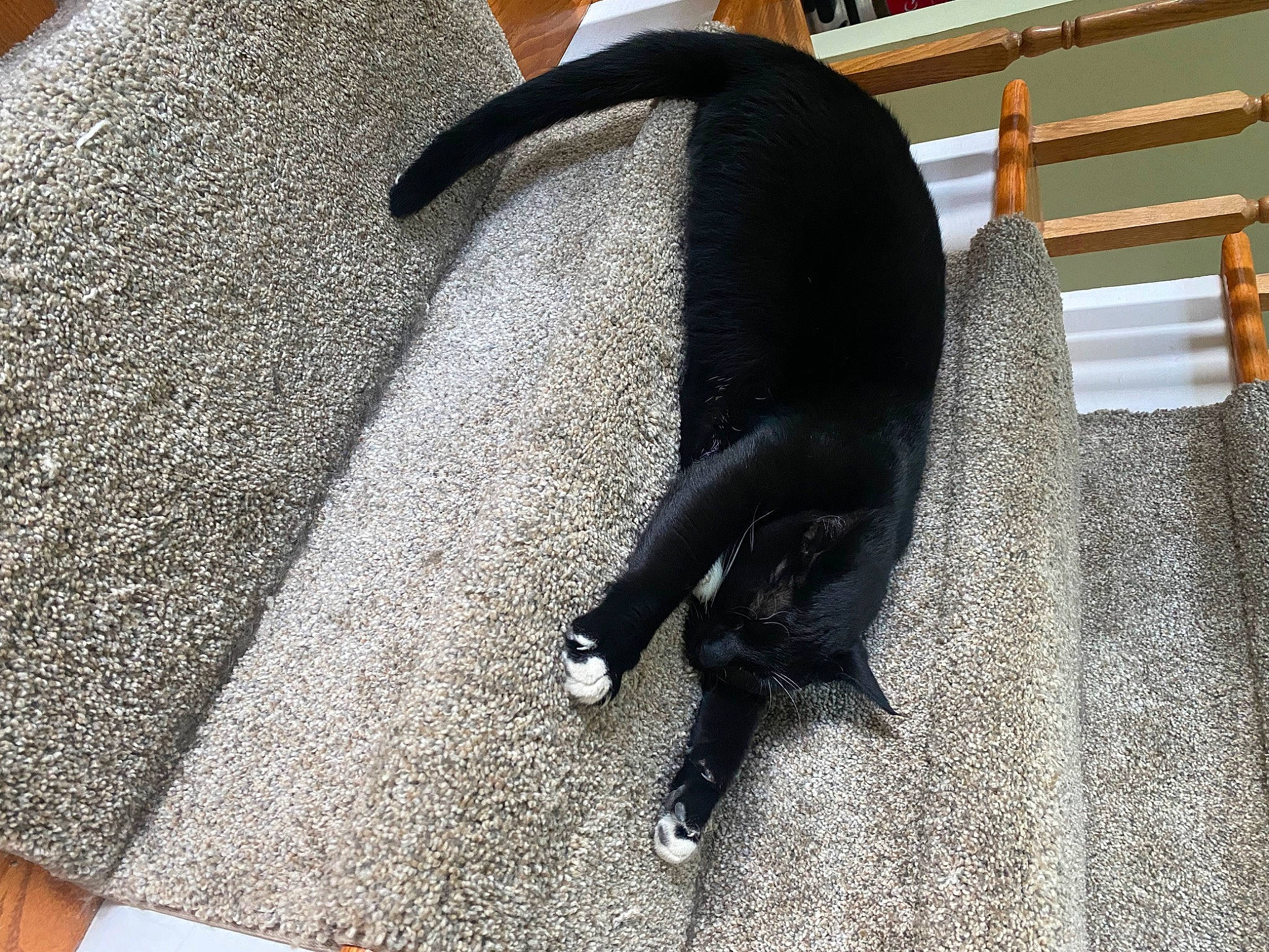 Ban joined the competition — help win amazing prizes! bookcase, carnivore, carpet, comfort, companion_dog, dog, dog_breed, felidae, floor, flooring, formal_wear, fur, grey, hardwood, human_leg, small_to_medium_sized_cats, sporting_group, tail, wood, working_animal