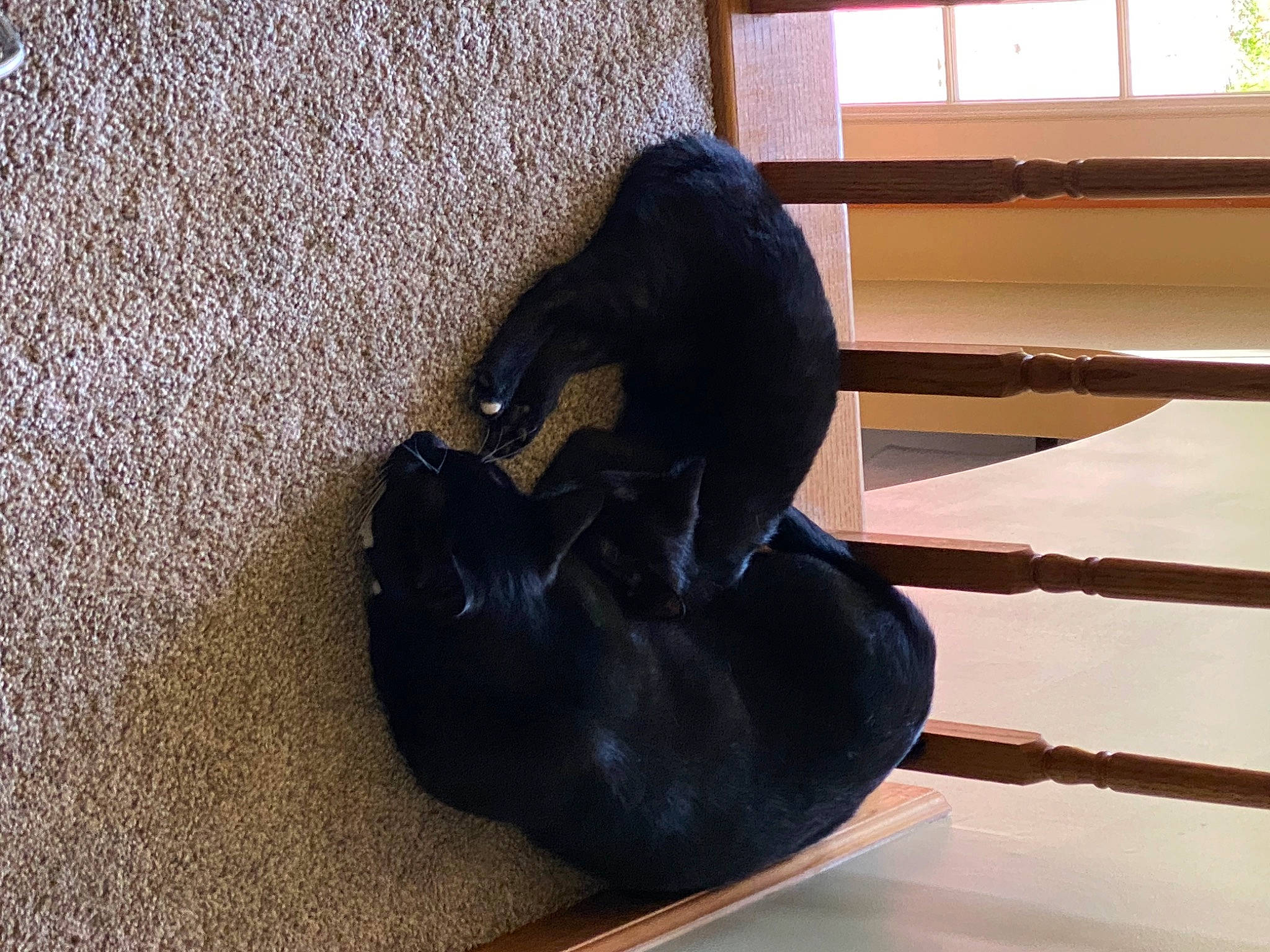 Ban joined the competition — help win amazing prizes! comfort, dog_breed, flooring, fur, hardwood, hat, personal_protective_equipment, shadow, tail, terrestrial_animal, window, wood