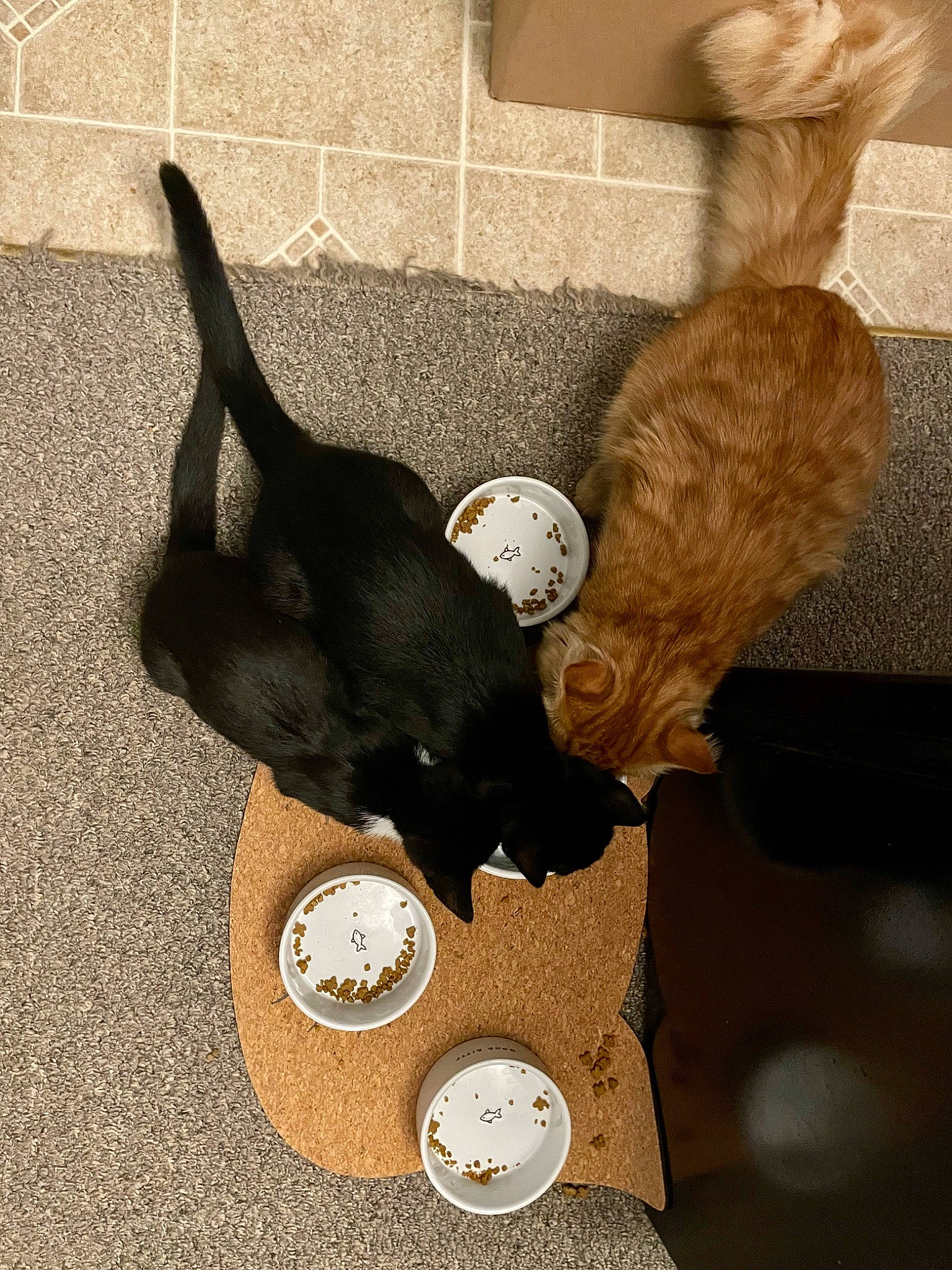 Ban is registered to the contest to win money with this photo: canidae, cat, cat_supply, circle, clock, comfort, fashion_accessory, fawn, felidae, fur, mammal, pet_supply, small_animal_food, small_to_medium_sized_cats, stuffed_toy, tableware, tail, toy, vertebrate, whiskers