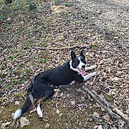 Uan participe au concours pour gagner de l'argent avec cette photo : animal, black_and_white, canine, daylight, dog, forest, ground, happy, leaves, lying_down, mammal, nature, outdoor, path, pet, playful, stick, tongue_out, trees, wood