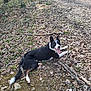 animal, black_and_white, canine, daylight, dog, forest, ground, happy, leaves, lying_down, mammal, nature, outdoor, path, pet, playful, stick, tongue_out, trees, wood