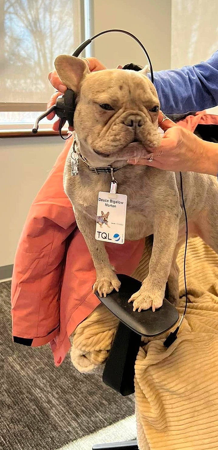 Deuce joined the competition — help win amazing prizes! ancient_dog_breeds, bulldog, canidae, carnivore, collar, companion_dog, dog, dog_breed, dog_collar, fawn, fur, molosser, non_sporting_group, snout, sporting_group, toy_dog, window, working_animal, wrinkle