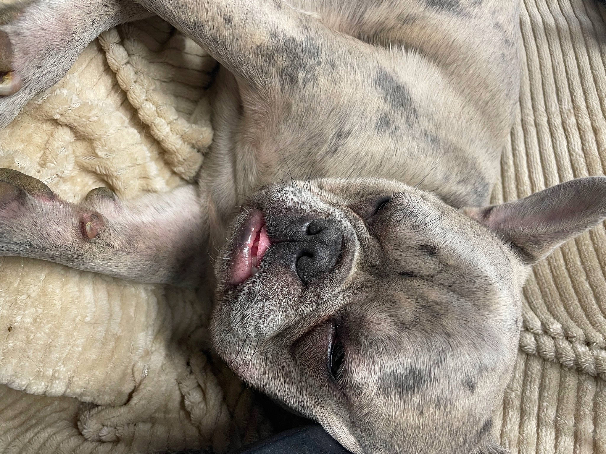 Deuce joined the competition — help win amazing prizes! carnivore, close_up, comfort, dog, dog_breed, eye, fawn, flesh, foot, fur, grey, nap, non_sporting_group, paw, sleep, snout, terrestrial_animal, whiskers, wildlife, wrinkle