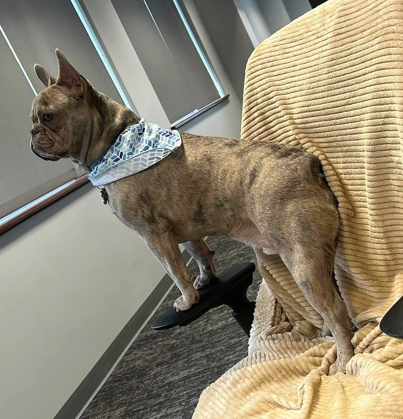 Deuce joined the competition — help win amazing prizes! canidae, carnivore, collar, comfort, companion_dog, dog, dog_breed, dog_collar, dog_supply, fawn, grey, liver, non_sporting_group, pet_supply, snout, sporting_group, tail, terrestrial_animal, working_animal, working_dog