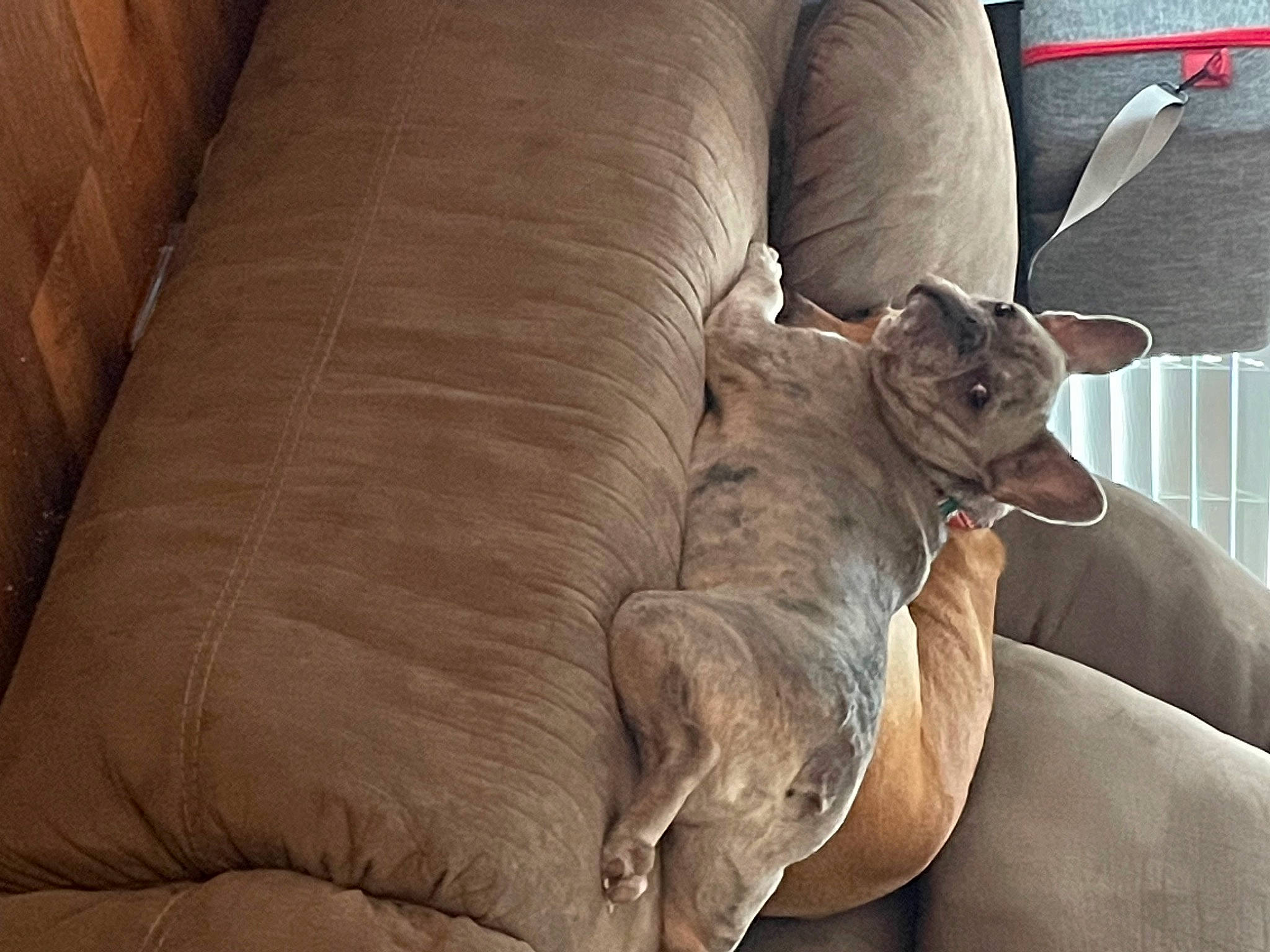 Deuce is registered to the contest to win money with this photo: carnivore, comfort, companion_dog, couch, dog_breed, fawn, felidae, fur, furniture, hardwood, human_leg, linens, liver, room, sitting, small_to_medium_sized_cats, whiskers, window, wood, wrinkle