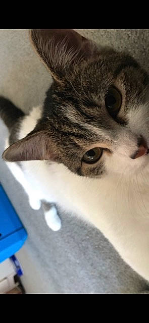 Mace is registered to the contest to win money with this photo: carnivore, cat, domestic_short_haired_cat, ear, felidae, fur, paw, small_to_medium_sized_cats, snout, whiskers, wildlife