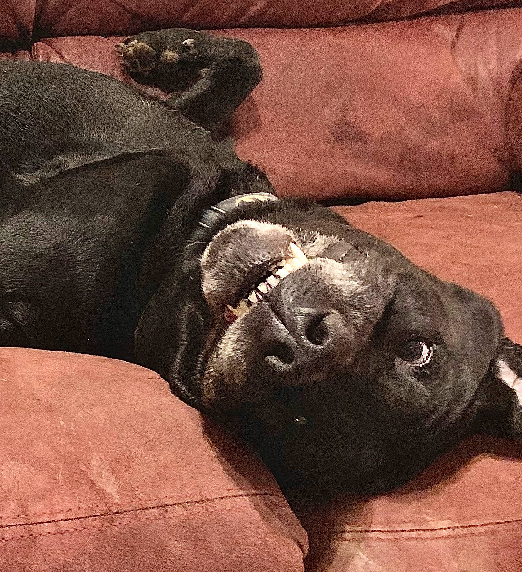 Ace joined the competition — help win amazing prizes! canidae, carnivore, comfort, companion_dog, couch, dog, dog_breed, fawn, foot, fur, grey, liver, snout, sporting_group, terrestrial_animal, tints_and_shades, whiskers, wood, working_animal, wrinkle