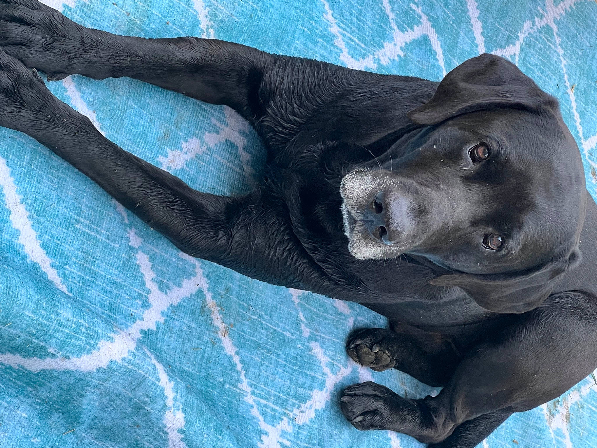 Ace is registered to the contest to win money with this photo: borador, canidae, carnivore, companion_dog, dog, dog_breed, electric_blue, fawn, grey, guard_dog, gun_dog, marine_mammal, sleeve, snout, sporting_group, tail, terrestrial_animal, water, whiskers, working_animal