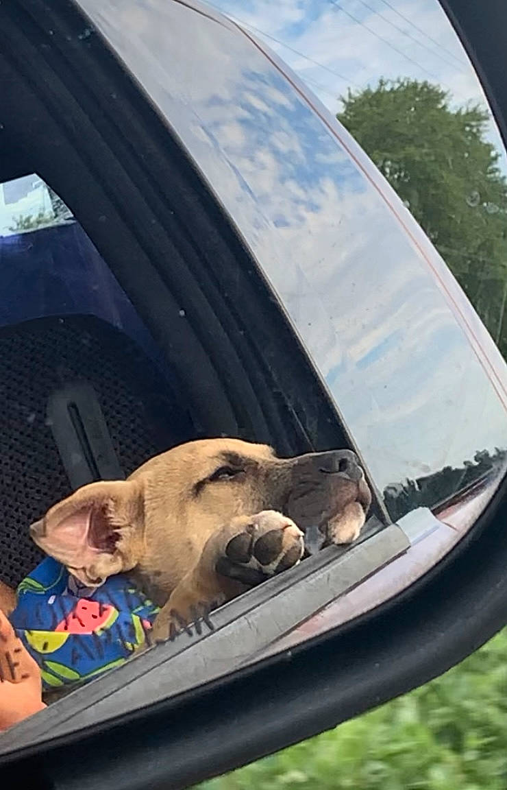 Doobie joined the competition — help win amazing prizes! auto_part, automotive_design, automotive_exterior, automotive_lighting, automotive_mirror, automotive_side_view_mirror, automotive_tire, bumper, carnivore, cloud, grass, hood, mirror, motor_vehicle, rear_view_mirror, sky, tints_and_shades, tree, vehicle_door, windscreen_wiper