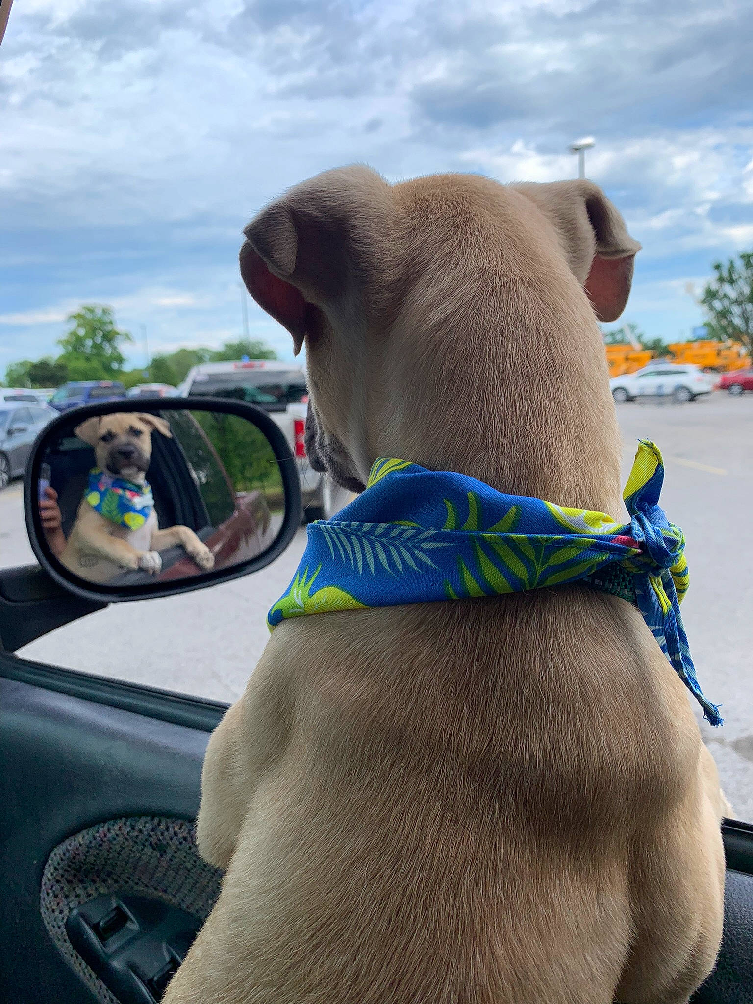 Doobie joined the competition — help win amazing prizes! automotive_mirror, carnivore, cloud, collar, dog, dog_breed, dog_collar, fawn, goggles, mammal, mirror, motor_vehicle, pet_supply, rear_view_mirror, sky, sunglasses, tints_and_shades, vehicle, vehicle_door, working_animal