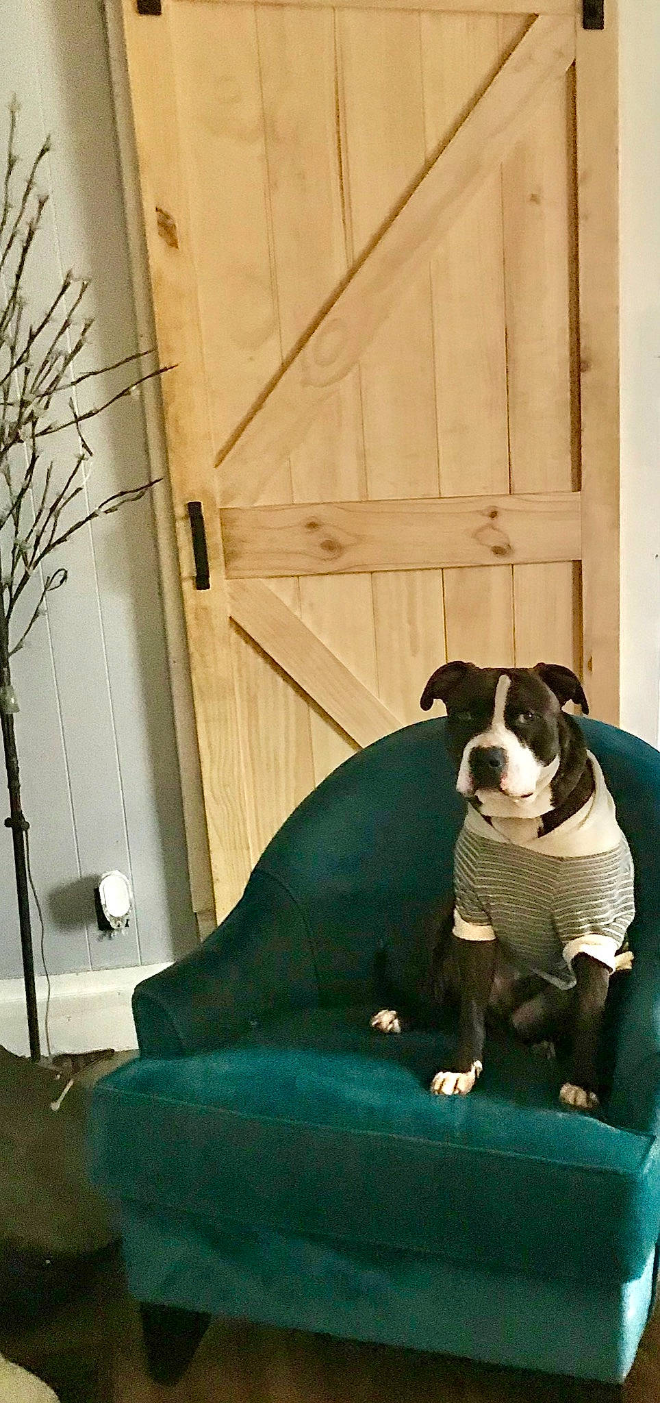 King is registered to the contest to win money with this photo: canidae, carnivore, comfort, companion_dog, dog, dog_breed, fawn, molosser, non_sporting_group, pet_supply, sitting, snout, sporting_group, stairs, tints_and_shades, toy_dog, window, wood, working_animal, working_dog