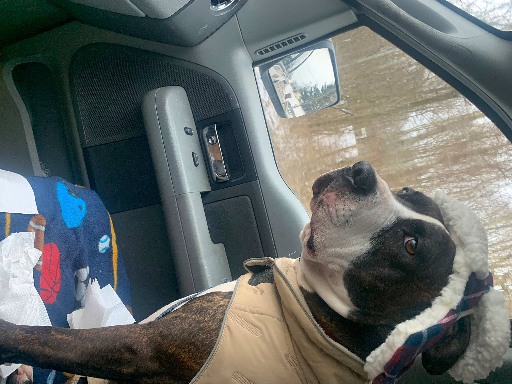 King joined the competition — help win amazing prizes! auto_part, automotive_design, automotive_exterior, car, car_seat, car_seat_cover, carnivore, collar, companion_dog, dog, dog_breed, family_car, fawn, head_restraint, motor_vehicle, pug, snout, vehicle, vehicle_door, window