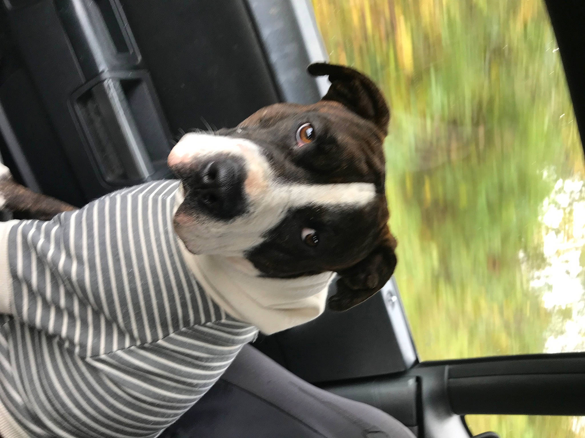 King is registered to the contest to win money with this photo: auto_part, automotive_lighting, automotive_mirror, canidae, carnivore, collar, companion_dog, dog, dog_breed, dog_collar, fawn, fur, plant, rear_view_mirror, snout, sporting_group, vehicle_door, whiskers, windshield, working_animal