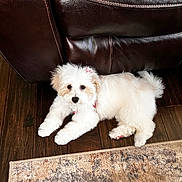 Chloe joined the competition — help win amazing prizes! puppy, dog, white_fur, fluffy, small_dog, pet, animal, lying_down, indoors, living_room, leather_chair, recliner, wood_floor, area_rug, portrait, cute, adorable, black_nose, red_collar, relaxed