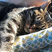 Hector participe au concours pour gagner de l'argent avec cette photo : animal, blanket, cat, closeup, comfort, cozy, cute, feline, fur, indoor, nap, patterned, paw, pet, relaxation, resting, sleeping, sunlight, tabby, whiskers