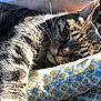 animal, blanket, cat, closeup, comfort, cozy, cute, feline, fur, indoor, nap, patterned, paw, pet, relaxation, resting, sleeping, sunlight, tabby, whiskers