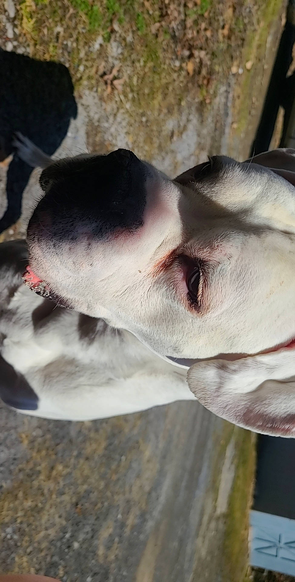 Swag is registered to the contest to win money with this photo: carnivore, close_up, dog, dog_breed, eyelash, fawn, fish, jaw, mammal, non_sporting_group, plant, snout, sporting_group, terrestrial_animal, tree, vertebrate, whiskers, wildlife, working_animal, wrinkle