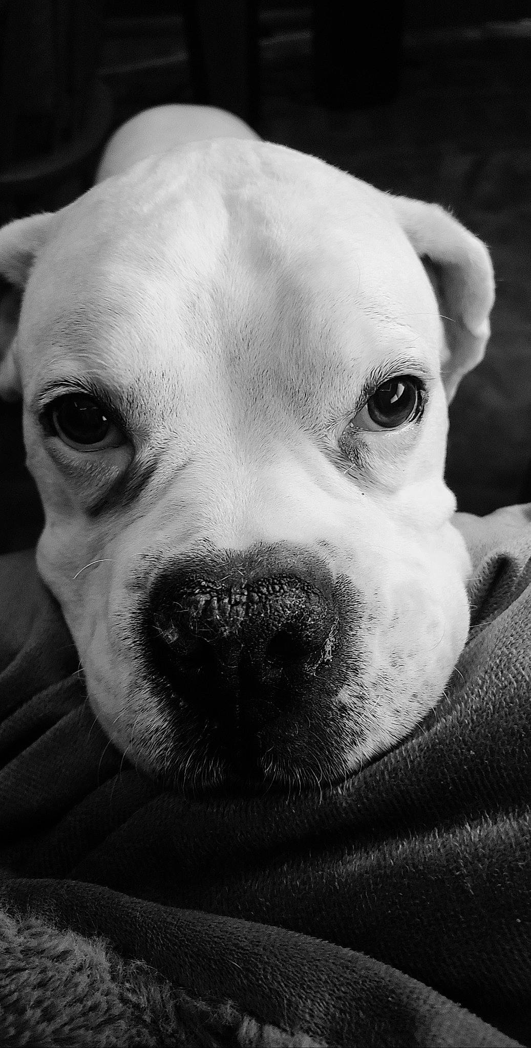 Swag is registered to the contest to win money with this photo: canidae, carnivore, close_up, comfort, companion_dog, dog, dog_breed, ear, eye, fawn, head, iris, jaw, monochrome_photography, nose, snout, sporting_group, whiskers, working_animal, wrinkle