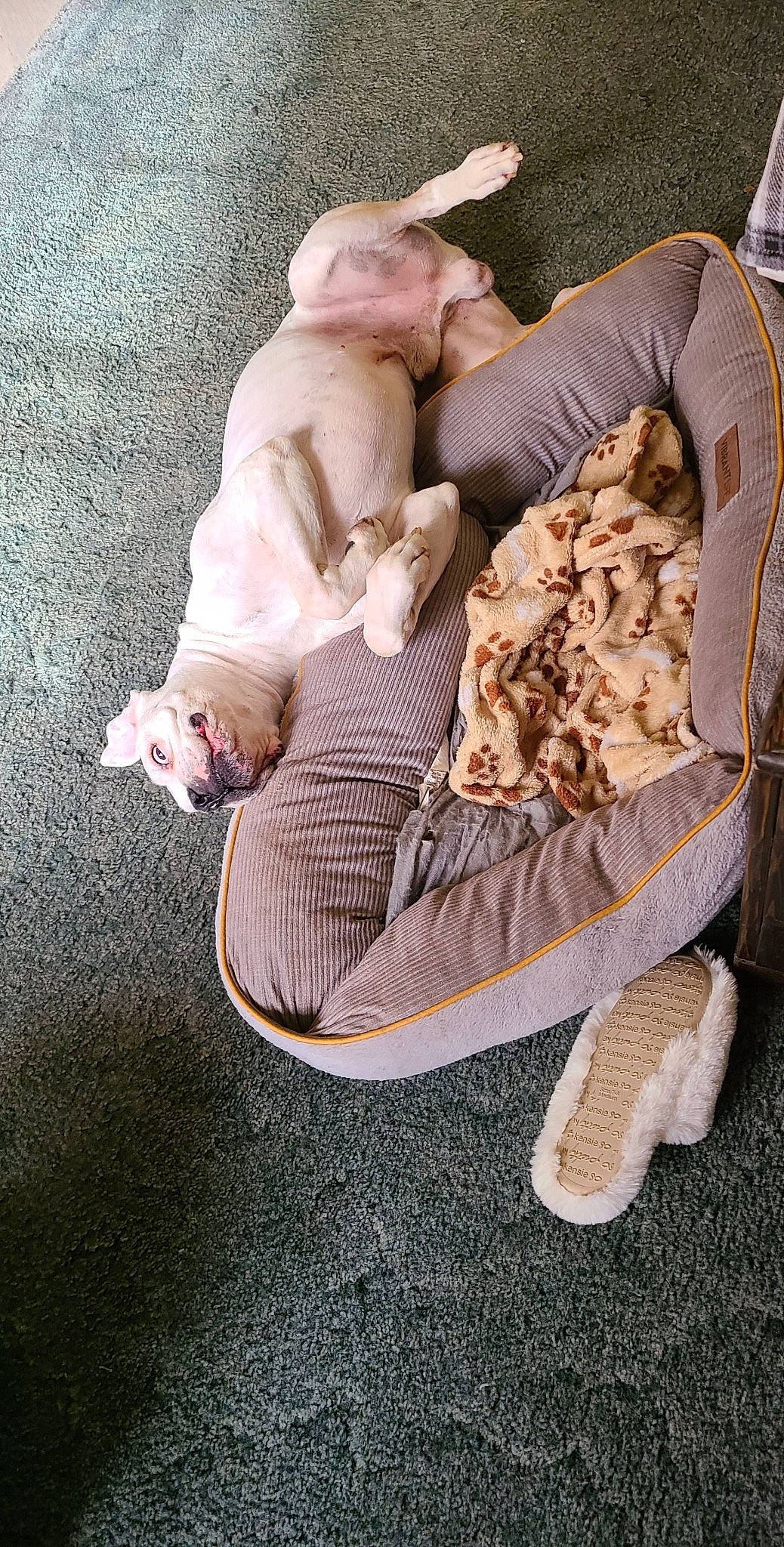 Swag is registered to the contest to win money with this photo: baby_products, barefoot, child, comfort, companion_dog, foot, fur, human_leg, knee, lap, linens, mammal, nap, nativity_scene, room, sculpture, sitting, sock, vertebrate, wood