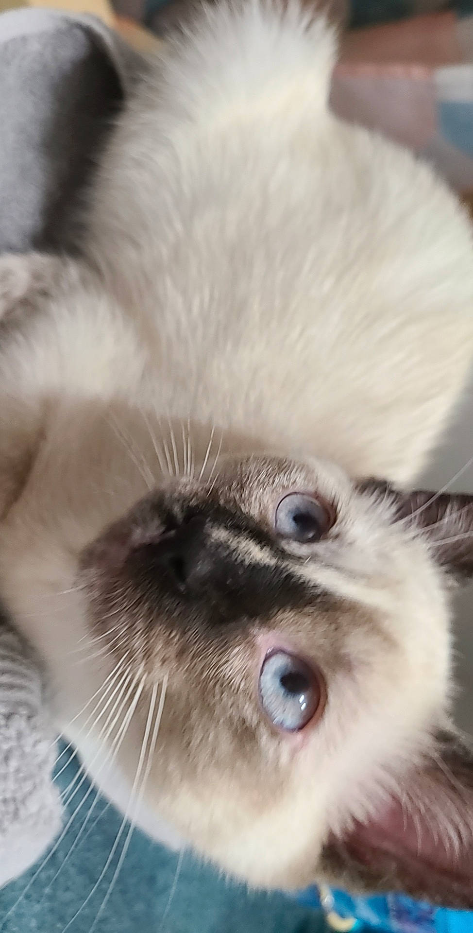 Piper joined the competition — help win amazing prizes! balinese, birman, carnivore, cat, claw, close_up, domestic_short_haired_cat, ear, eyelash, fawn, felidae, fur, paw, ragdoll, siamese, small_to_medium_sized_cats, snout, thai, whiskers, white