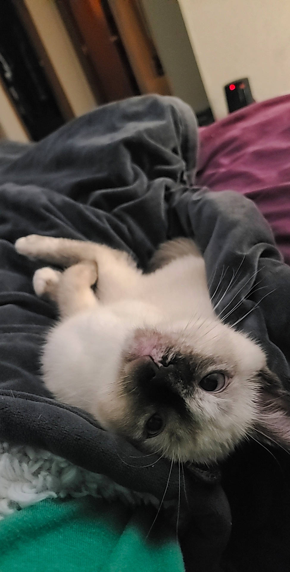 Piper joined the competition — help win amazing prizes! carnivore, cat, claw, comfort, companion_dog, dog_breed, duvet, fawn, felidae, fur, linens, nap, paw, sleep, small_to_medium_sized_cats, snout, terrestrial_animal, whiskers