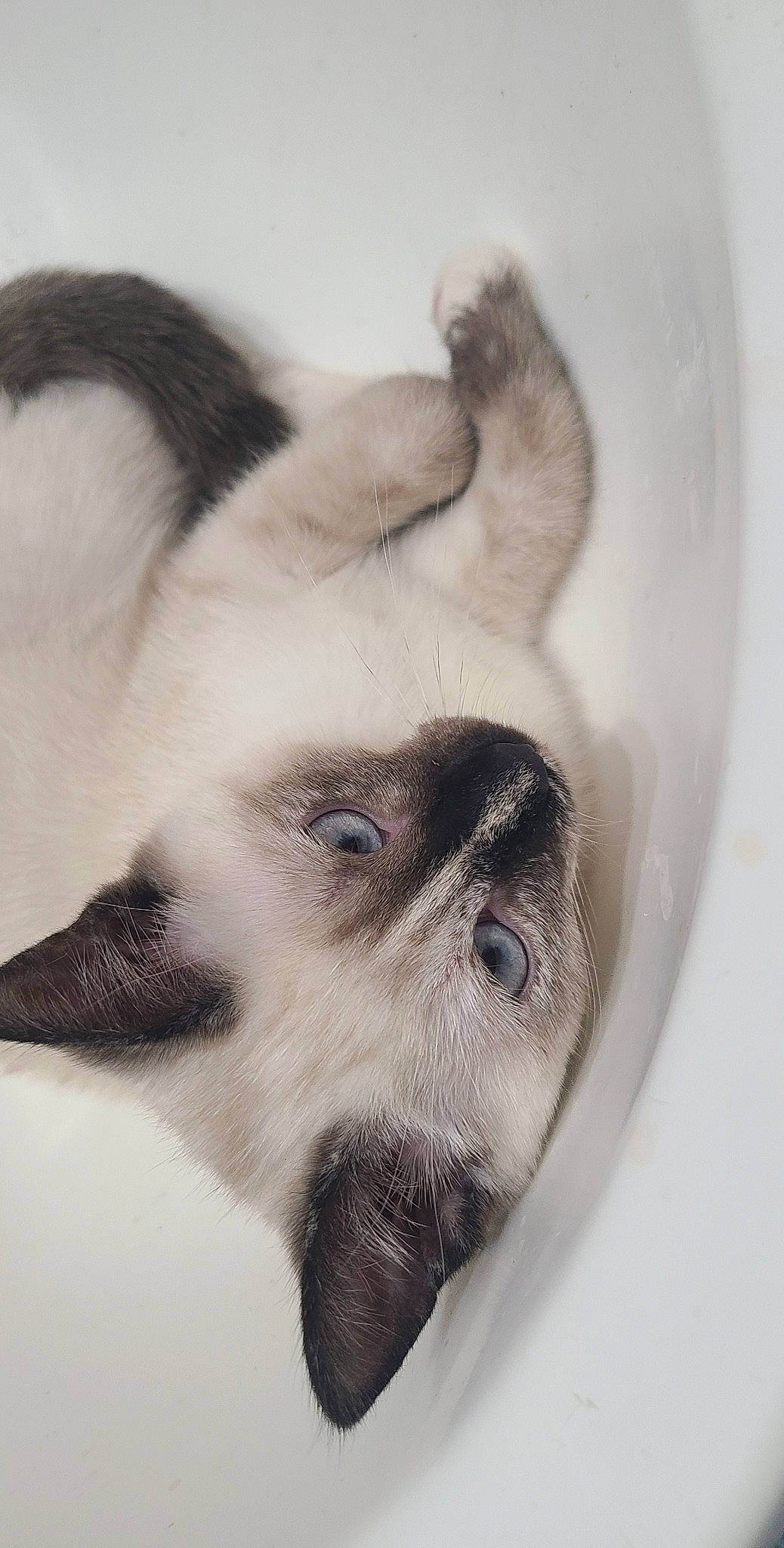 Piper joined the competition — help win amazing prizes! art, canidae, carnivore, cat, claw, dog_breed, eyebrow, eyelash, fawn, felidae, fur, grey, paw, small_to_medium_sized_cats, snout, sporting_group, tail, terrestrial_animal, whiskers, wildlife