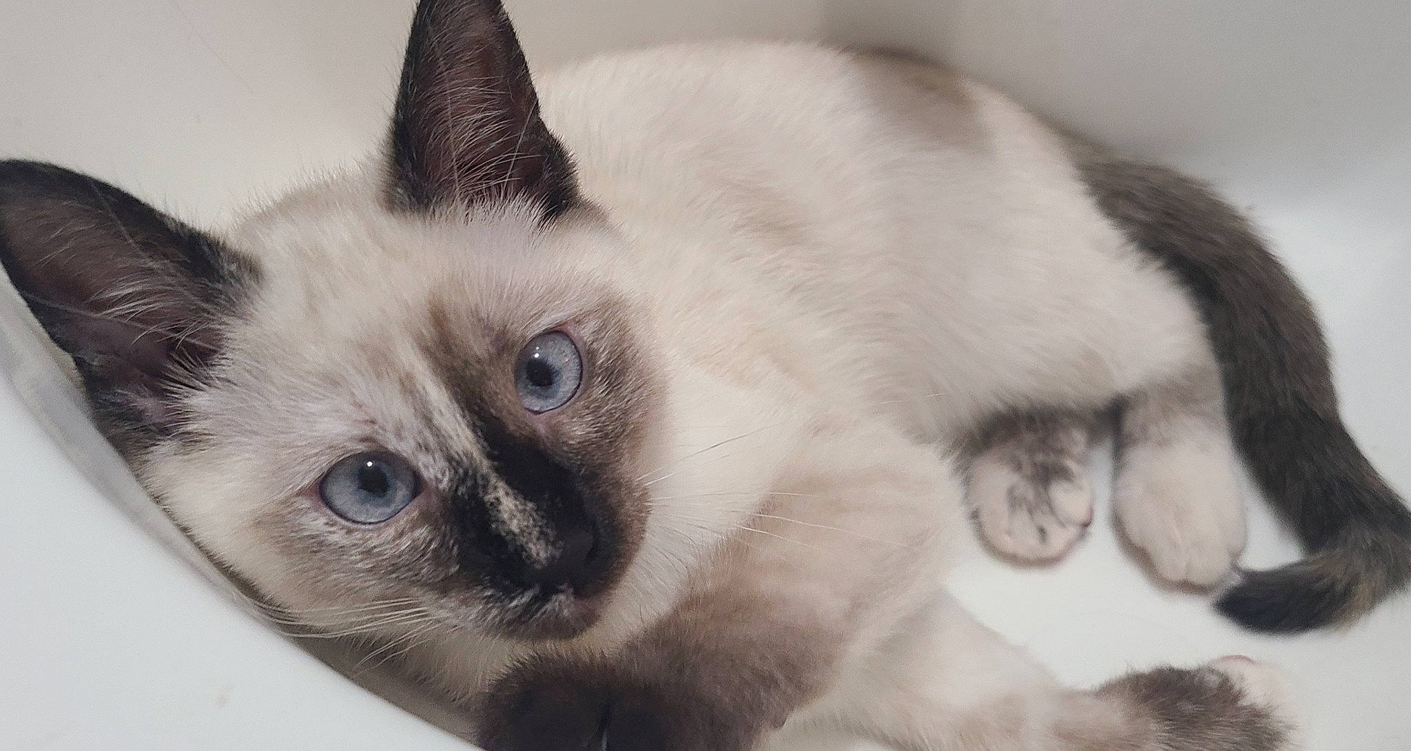 Piper is registered to the contest to win money with this photo: balinese, birman, carnivore, cat, curious, domestic_short_haired_cat, eye, eyebrow, eyelash, fawn, felidae, fur, head, iris, jaw, nose, siamese, small_to_medium_sized_cats, snout, whiskers