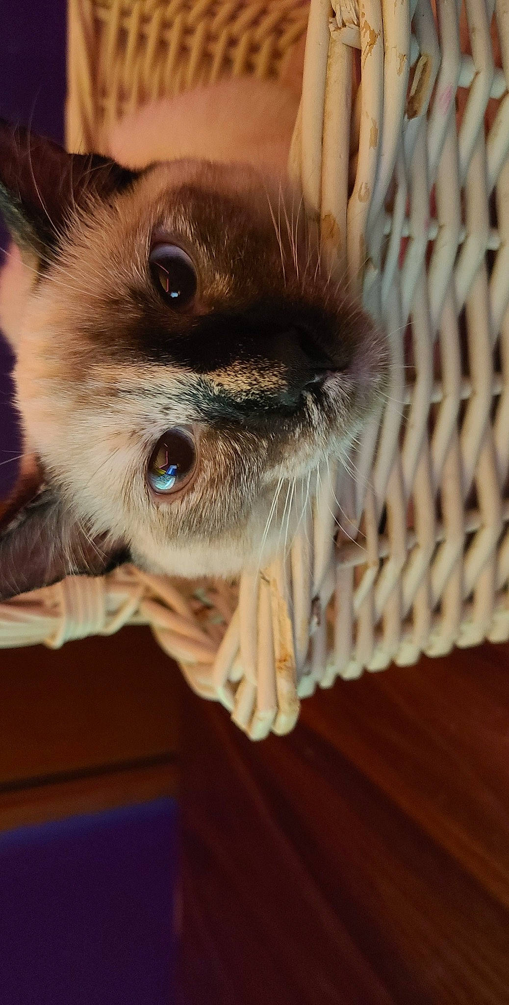 Piper is registered to the contest to win money with this photo: canidae, carnivore, cat, claw, domestic_short_haired_cat, eyelash, fawn, felidae, fur, hair, iris, mesh, nose, pet_supply, siamese, small_to_medium_sized_cats, snout, thai, whiskers, wood