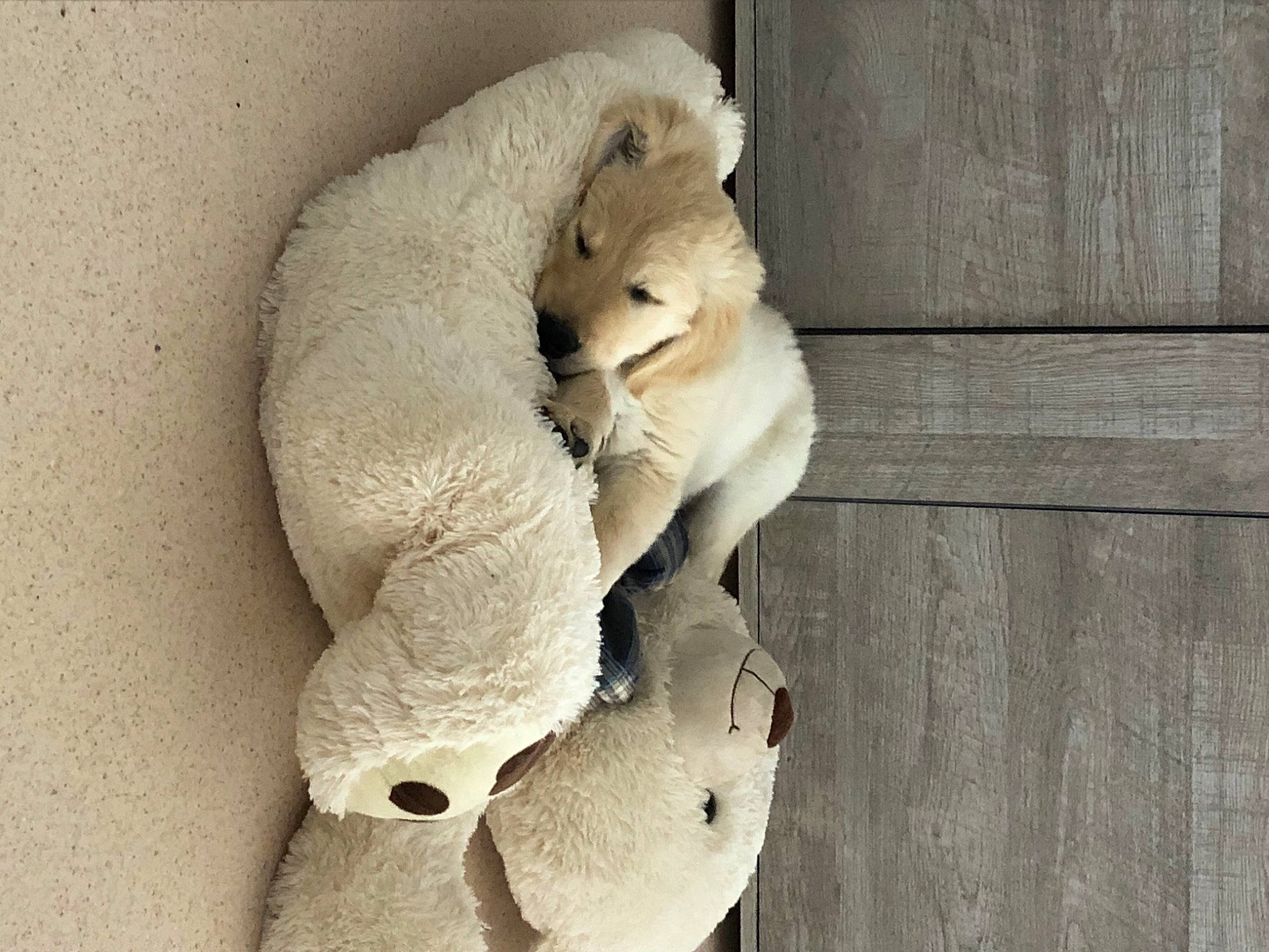 Snow a rejoint le concours — aidez-le/la à gagner de superbes lots ! art, big_cats, carnivore, companion_dog, dog_breed, eye, fawn, felidae, fur, paw, plush, small_to_medium_sized_cats, snout, sporting_group, stuffed_toy, tail, toy, trunk, whiskers, wood