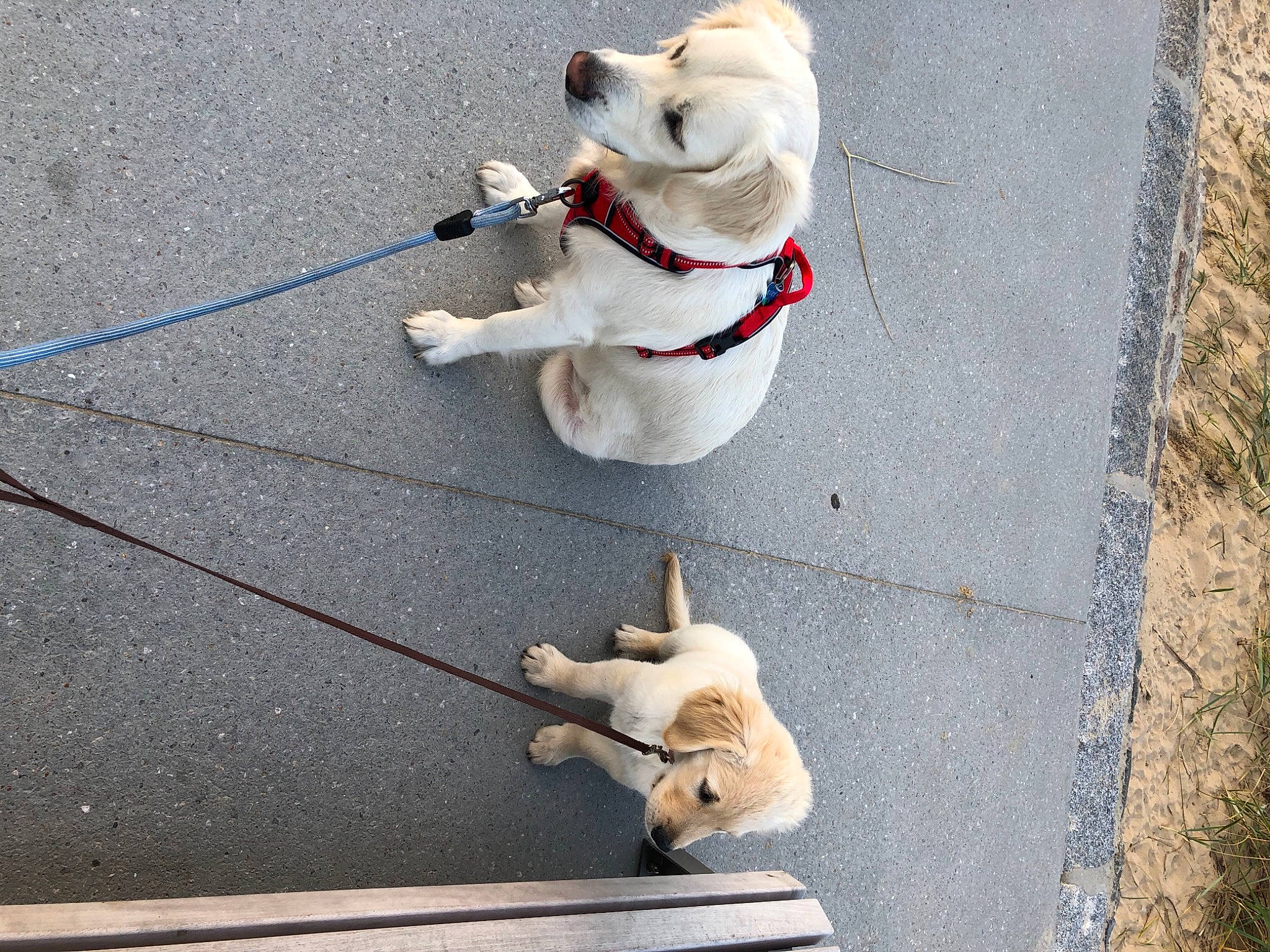 Snow participe au concours pour gagner de l'argent avec cette photo : carnivore, collar, companion_dog, dog, dog_breed, dog_collar, fawn, flooring, mammal, road_surface, sidewalk, snout, sporting_group, stuffed_toy, tail, toy, vertebrate, white, wood, working_animal