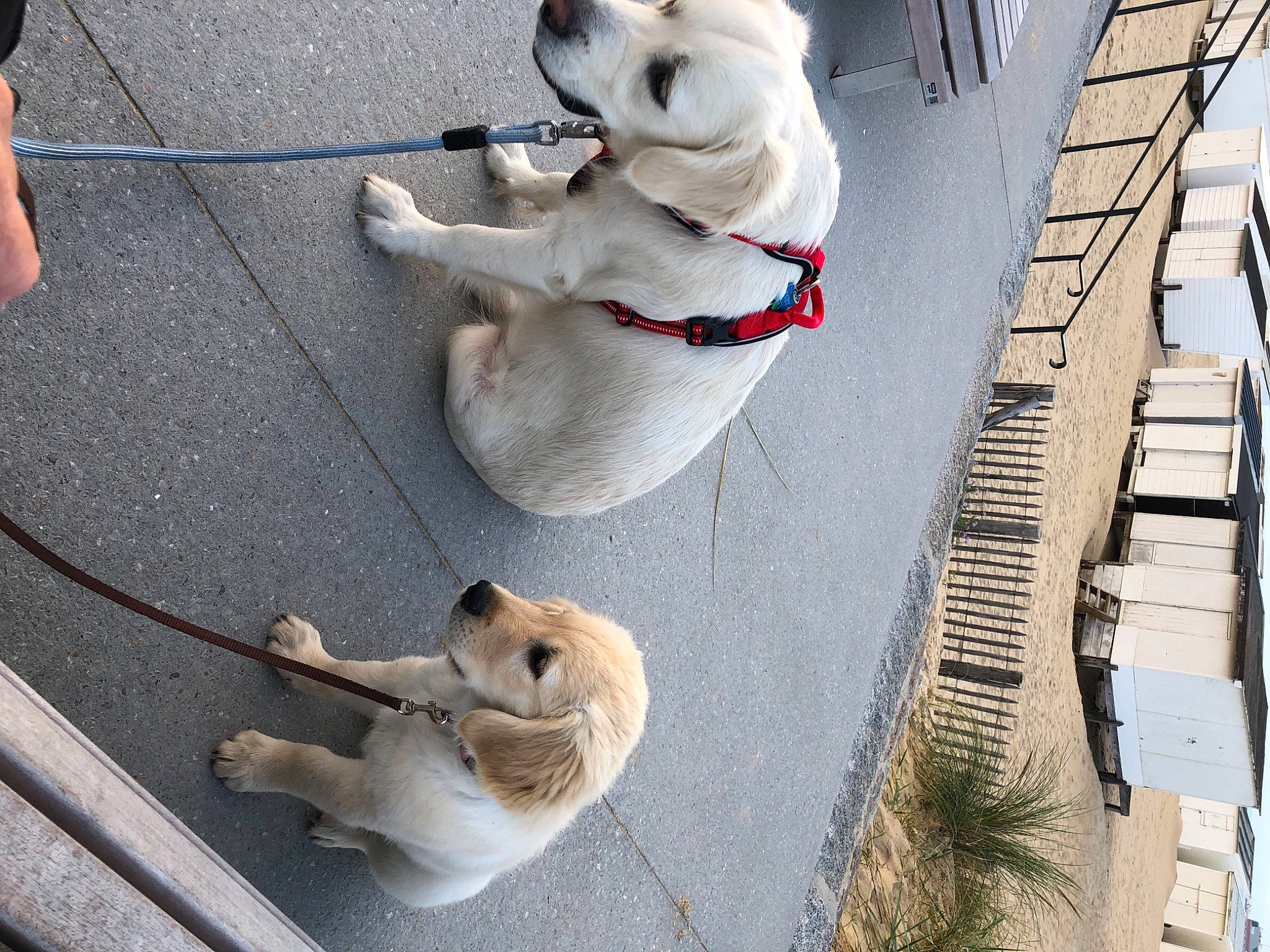 Snow a rejoint le concours — aidez-le/la à gagner de superbes lots ! canidae, carnivore, collar, companion_dog, dog, dog_breed, dog_collar, fawn, leash, mammal, pet_supply, plant, sidewalk, snapshot, snout, sporting_group, tail, vertebrate, white, working_animal