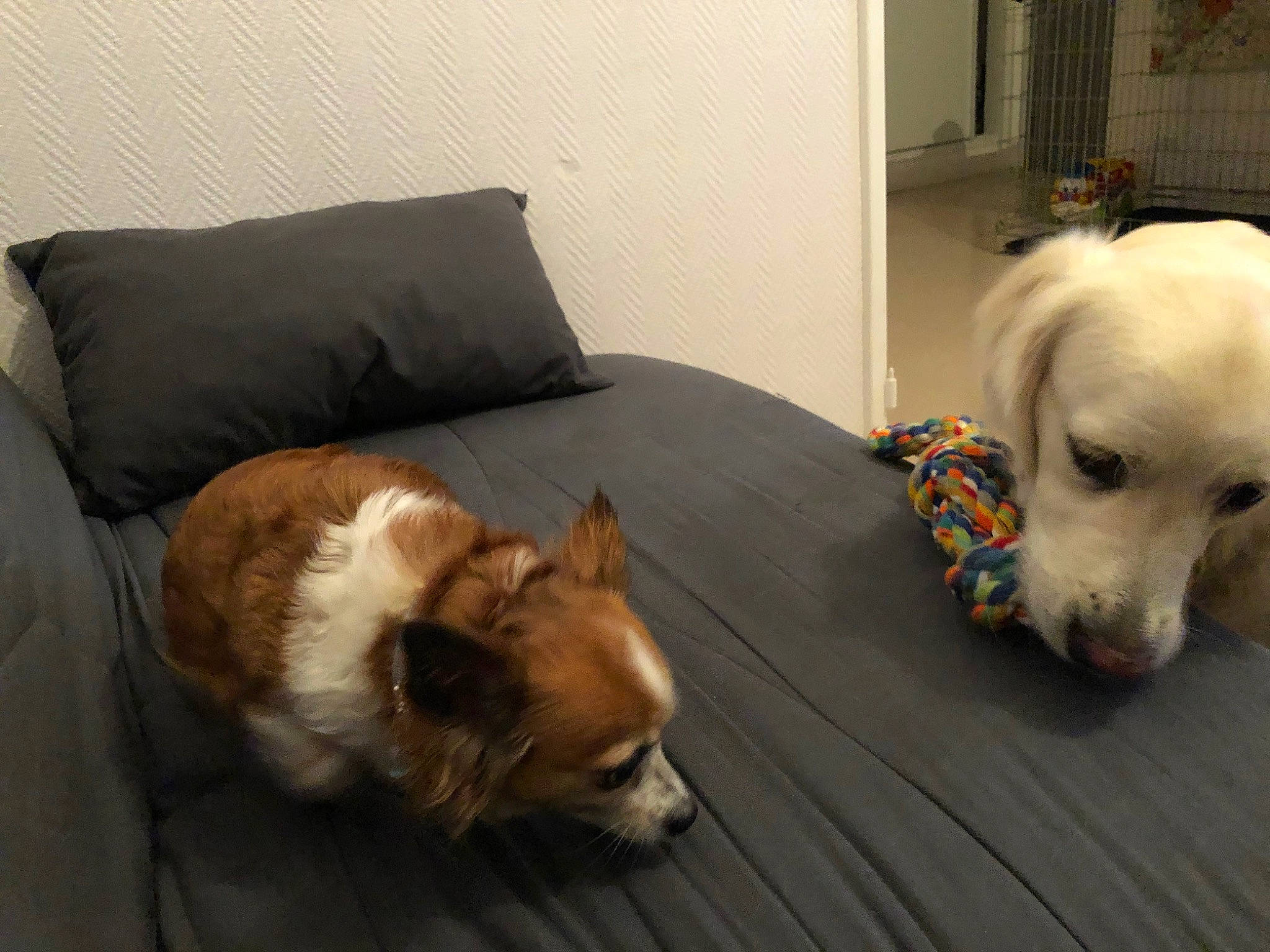 Tweena participe au concours pour gagner de l'argent avec cette photo : canidae, carnivore, comfort, companion_dog, couch, dog, dog_breed, dog_supply, fawn, flooring, fur, hardwood, pet_supply, snout, sporting_group, tail, toy_dog, whiskers, wood, working_animal