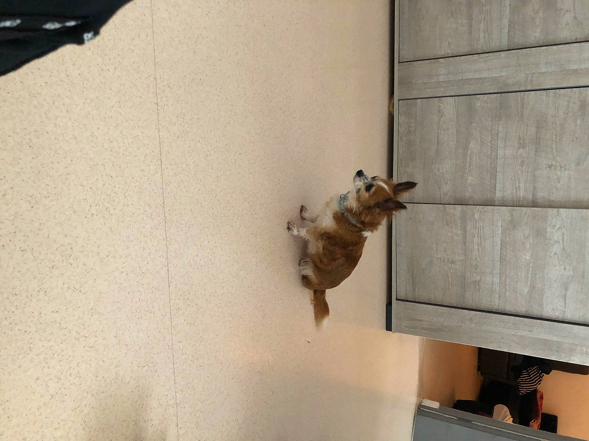 Tweena participe au concours pour gagner de l'argent avec cette photo : canidae, carnivore, ceiling, dog, dog_breed, fawn, felidae, floor, flooring, hardwood, metal, pet_supply, room, small_to_medium_sized_cats, snout, sporting_group, tail, window, window_covering, wood