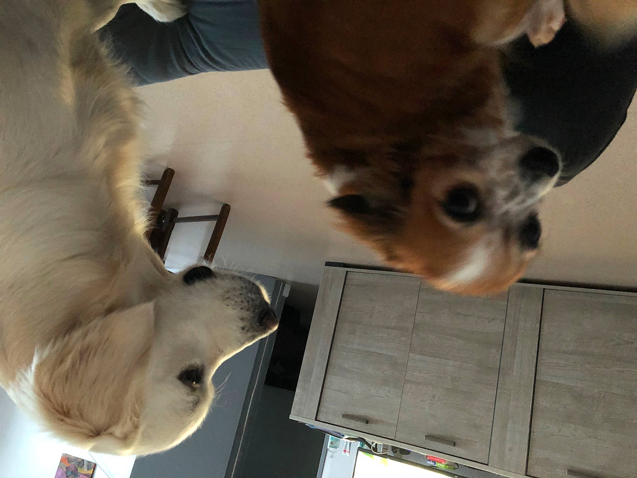 Tweena participe au concours pour gagner de l'argent avec cette photo : canidae, carnivore, companion_dog, dog, dog_breed, fawn, felidae, flooring, fur, gesture, jaw, paw, small_to_medium_sized_cats, snout, sporting_group, tail, vertebrate, whiskers, wood, working_animal