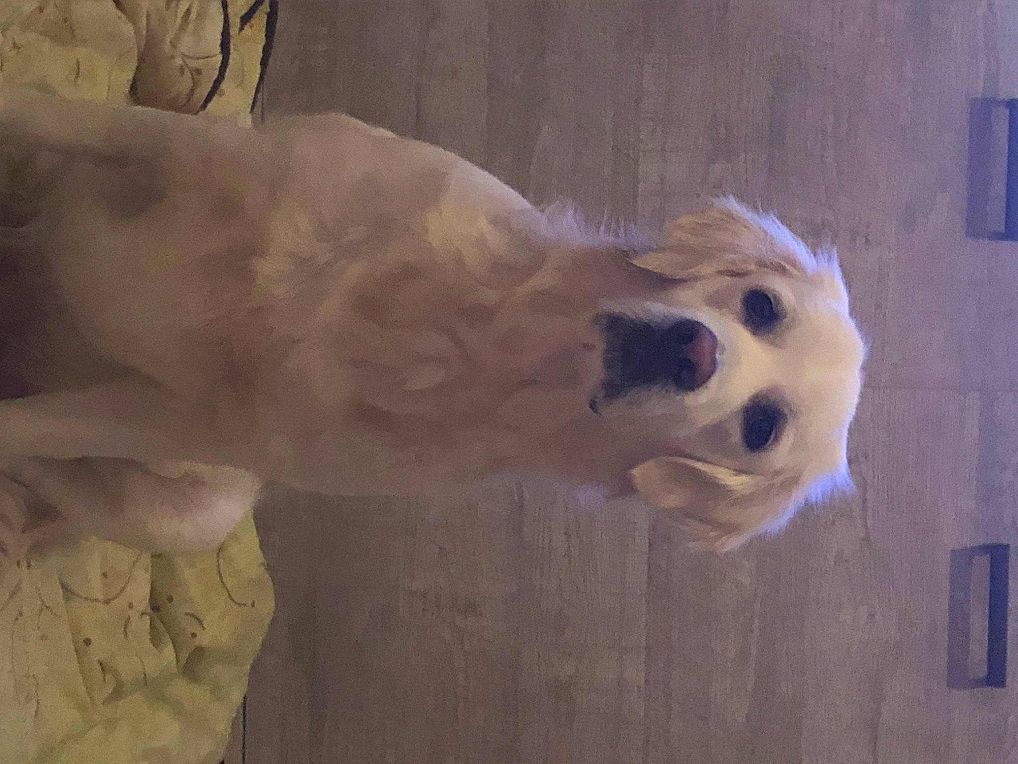 Ruby a rejoint le concours — aidez-le/la à gagner de superbes lots ! canidae, carnivore, companion_dog, dog, dog_breed, event, fawn, felidae, fur, non_sporting_group, snout, snowman, sporting_group, tail, terrestrial_animal, whiskers, wood