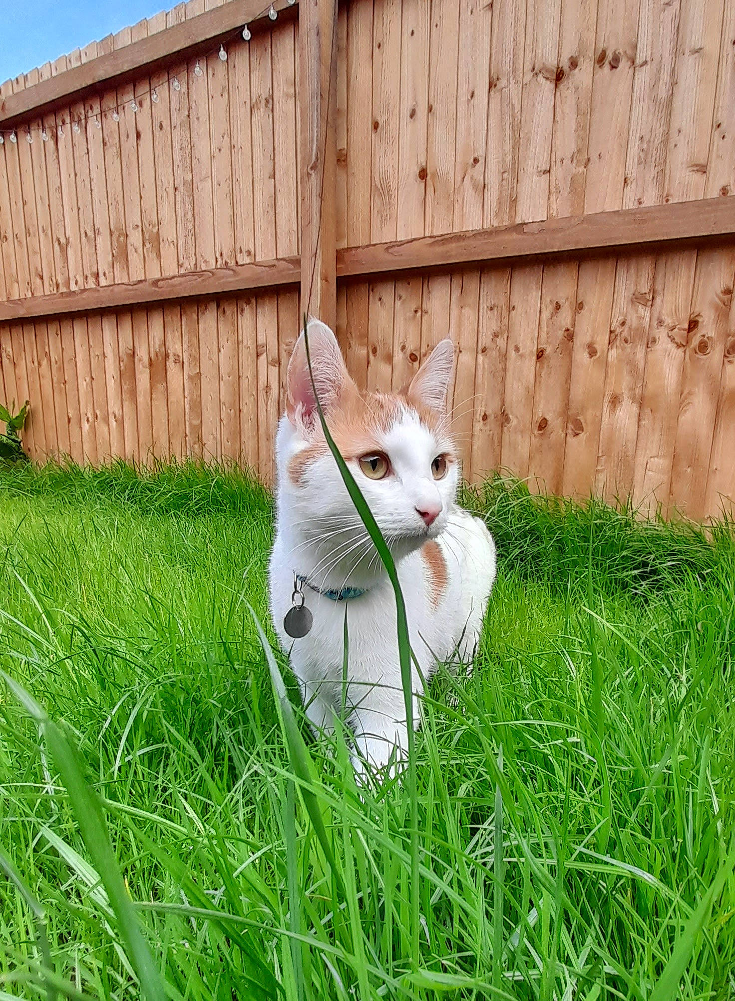 Cheddar is registered to the contest to win money with this photo: carnivore, cat, companion_dog, fawn, felidae, fence, grass, grass_family, grassland, groundcover, home_fencing, lawn, plant, sky, small_to_medium_sized_cats, snout, tail, terrestrial_animal, whiskers, wood