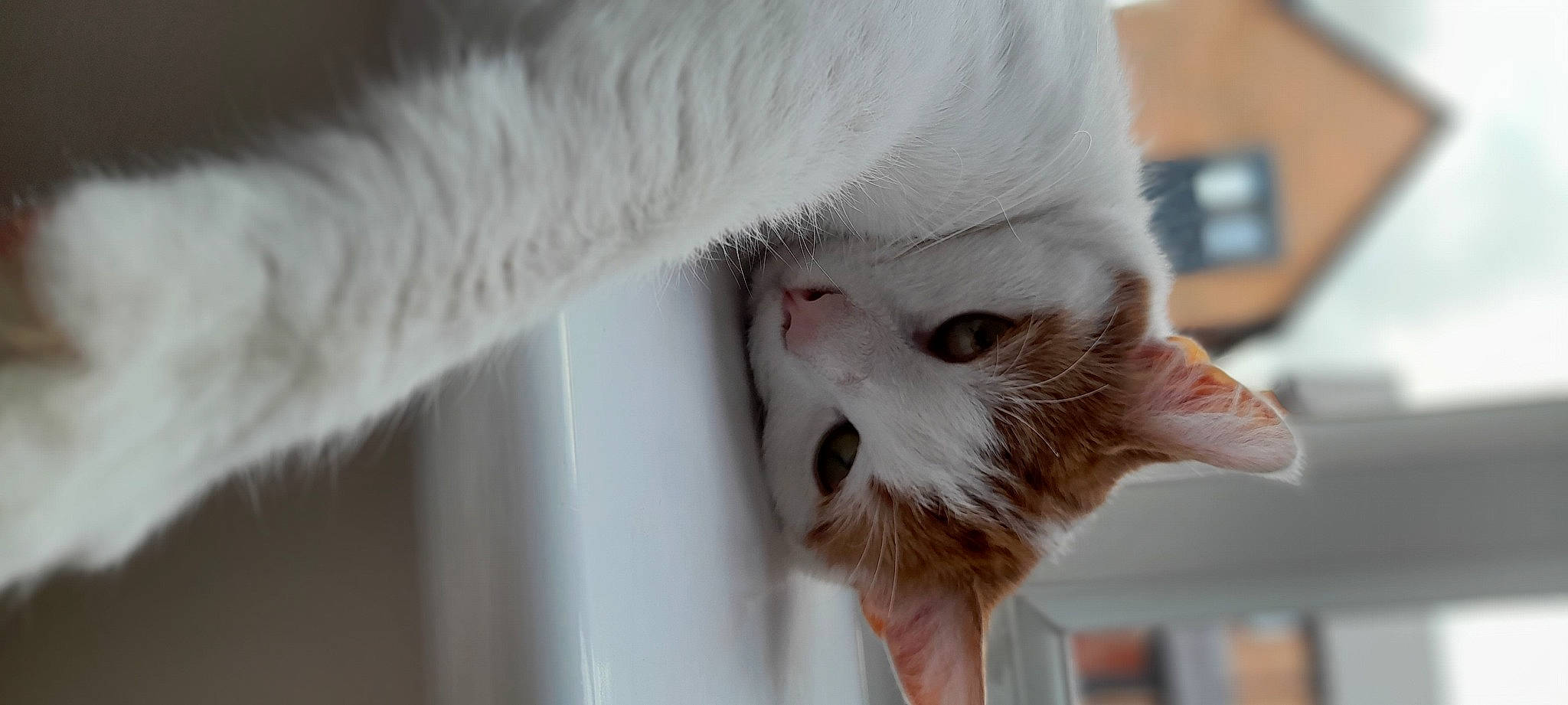 Cheddar is registered to the contest to win money with this photo: art, carnivore, cat, cat_supply, claw, close_up, domestic_short_haired_cat, fang, fawn, felidae, fur, paw, small_to_medium_sized_cats, snout, tail, whiskers