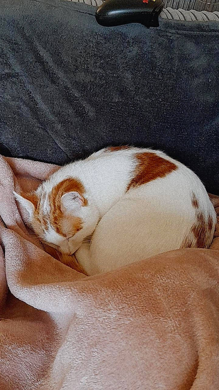 Cheddar is registered to the contest to win money with this photo: bedding, canidae, carnivore, cat, comfort, companion_dog, ear, eye, fawn, felidae, fur, head, linens, nap, paw, small_to_medium_sized_cats, snout, sporting_group, tail, whiskers