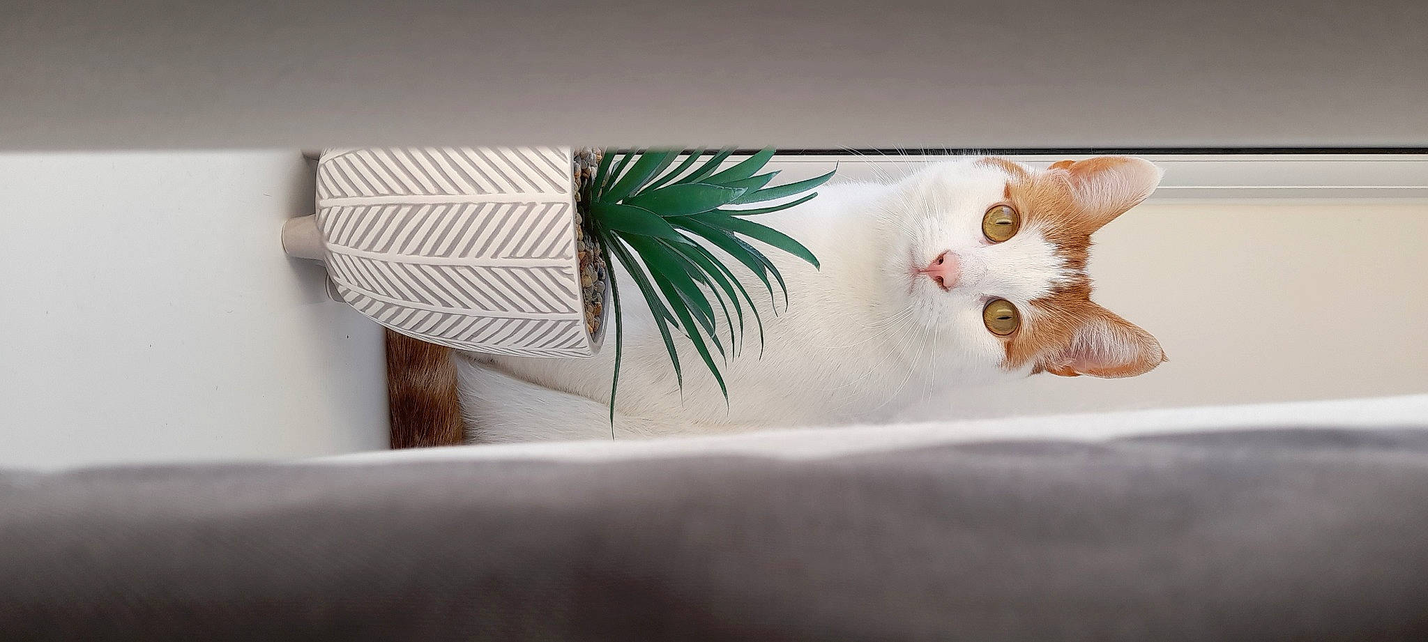 Cheddar is registered to the contest to win money with this photo: cat, domestic_short_haired_cat, eye, eyelash, fashion_accessory, feather, felidae, fur, insect, linens, picture_frame, plant_stem, rectangle, room, small_to_medium_sized_cats, tail, twig, whiskers, wing, wood