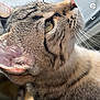 cat, tabby, close_up, profile, fur, whiskers, ear, eye, pet, animal, domestic, curious, indoor, mammal, feline, looking_up, soft_light, portrait, detail, focused