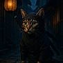 cat, ninja, costume, street, lantern, night, dark, cobblestone, animal, pet, alert, fur, whiskers, ears, eyes, weapon, sword, hood, mystery, quiet