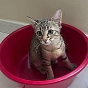 Sia a rejoint le concours — aidez-le/la à gagner de superbes lots ! cat, kitten, tabby, indoor, red_basin, floor, tile, pet, animal, cute, whiskers, ears, fur, sitting, young, curious, domestic, small, playful, container