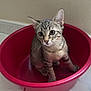 cat, kitten, tabby, indoor, red_basin, floor, tile, pet, animal, cute, whiskers, ears, fur, sitting, young, curious, domestic, small, playful, container