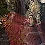 cat, tabby, chair, indoor, reflection, window, furniture, plant, greenery, tile_floor, pet, animal, domestic, striped, mouth_open, sitting, curious, blurred_background, daylight, home